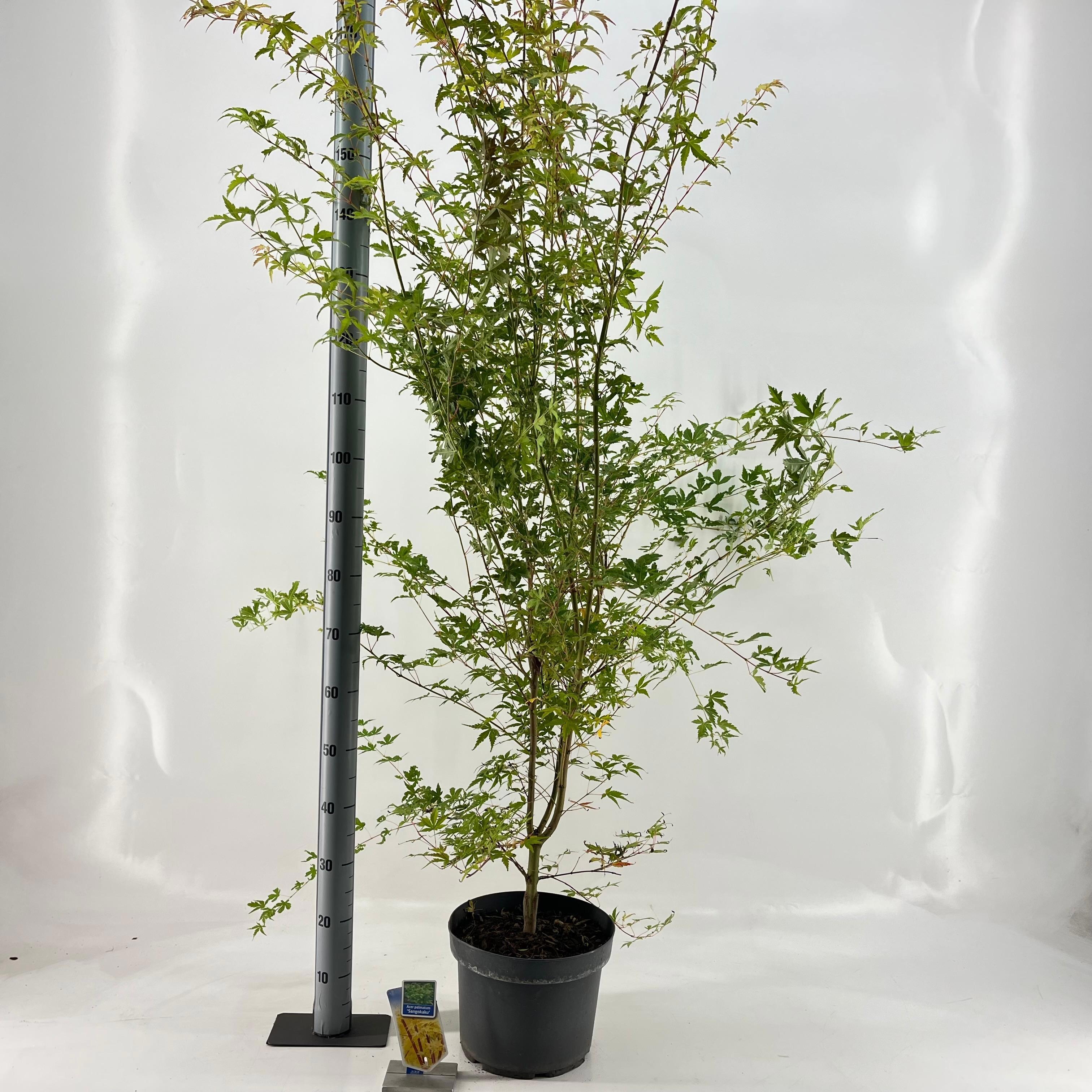 Acer pal. 'Sangokaku', D 29 cm Acer pal. 'Sangokaku', D 29 cm