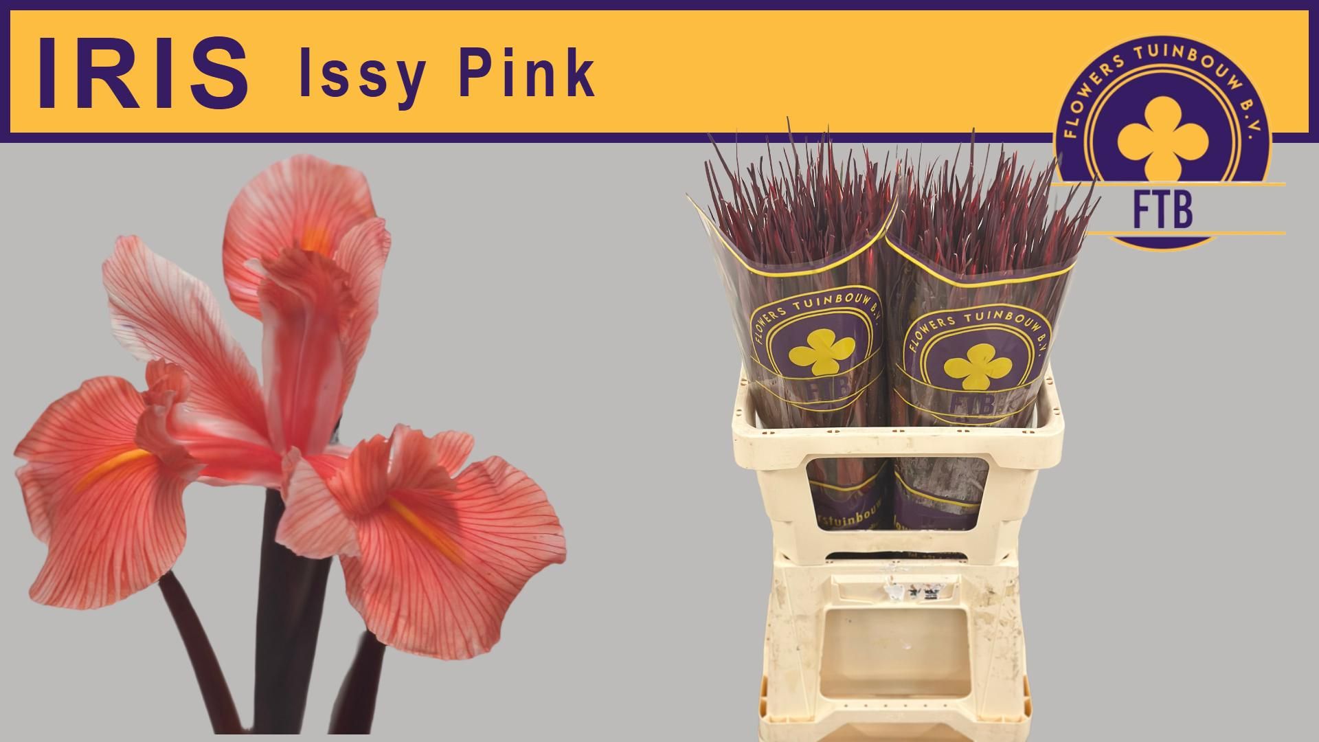 Ирис Овериг, шт.