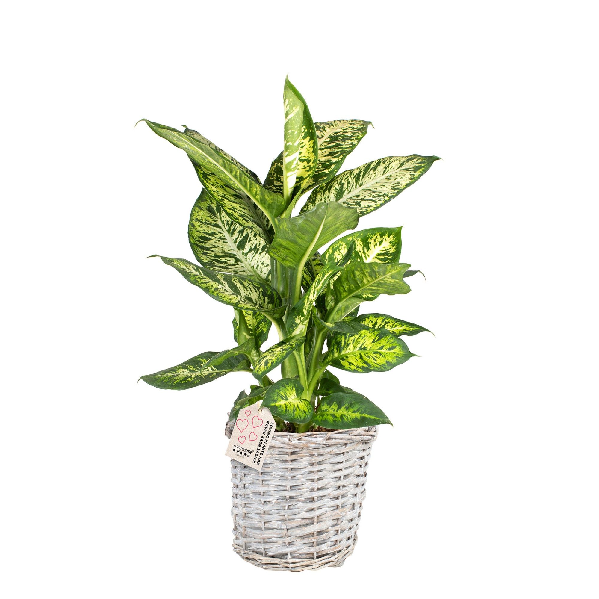 Basket, Dieffenbachia ´Subliem´, D 19 cm
