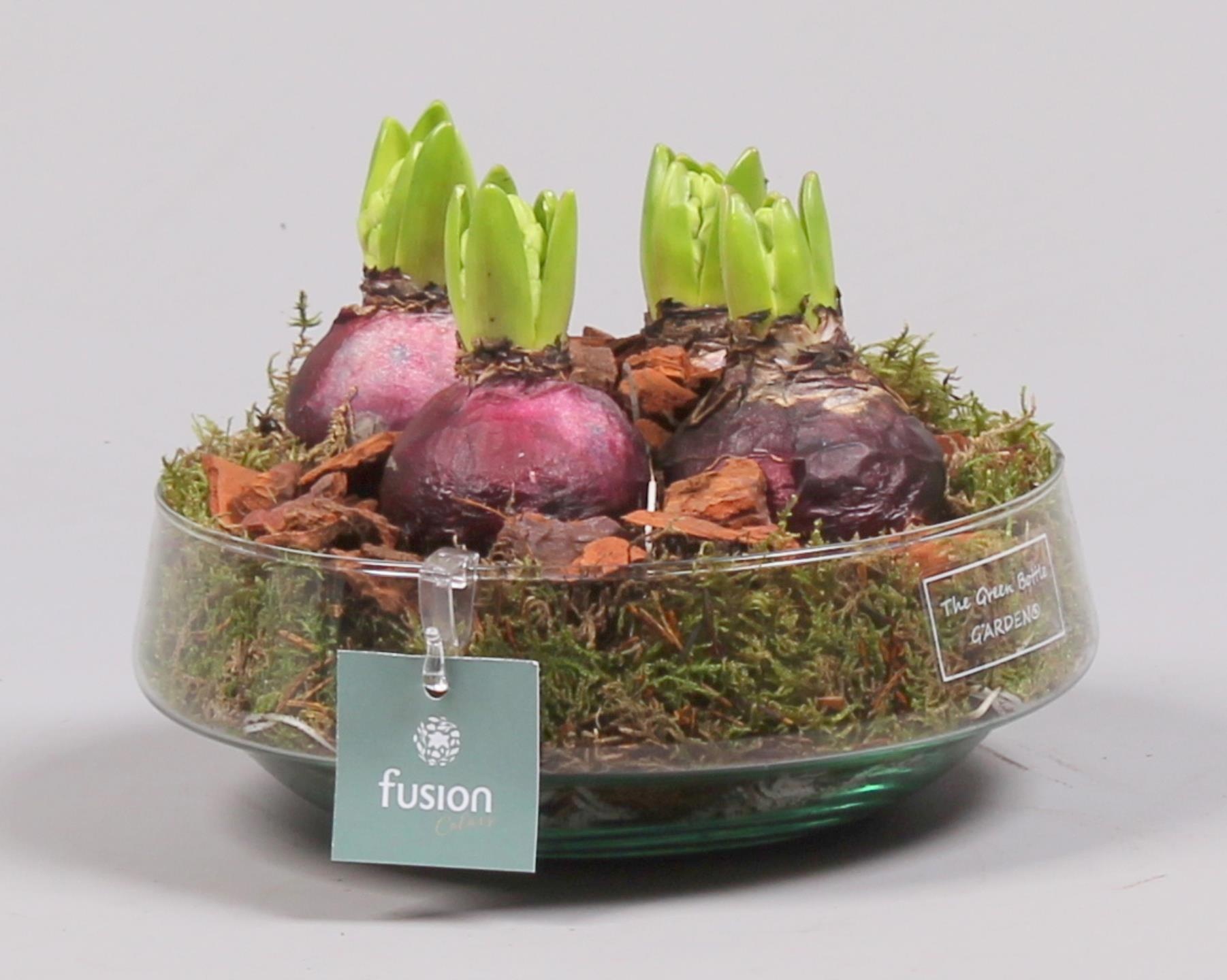 Green Bottle Iris Medium met Hyacinten, D 19