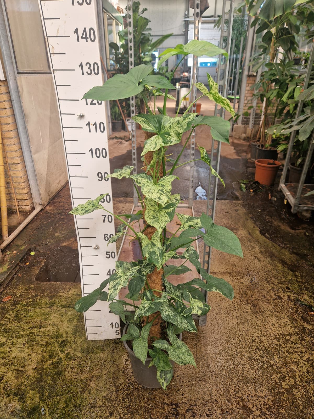 Syngonium Mottled Mojito mosstok 120, D 27
