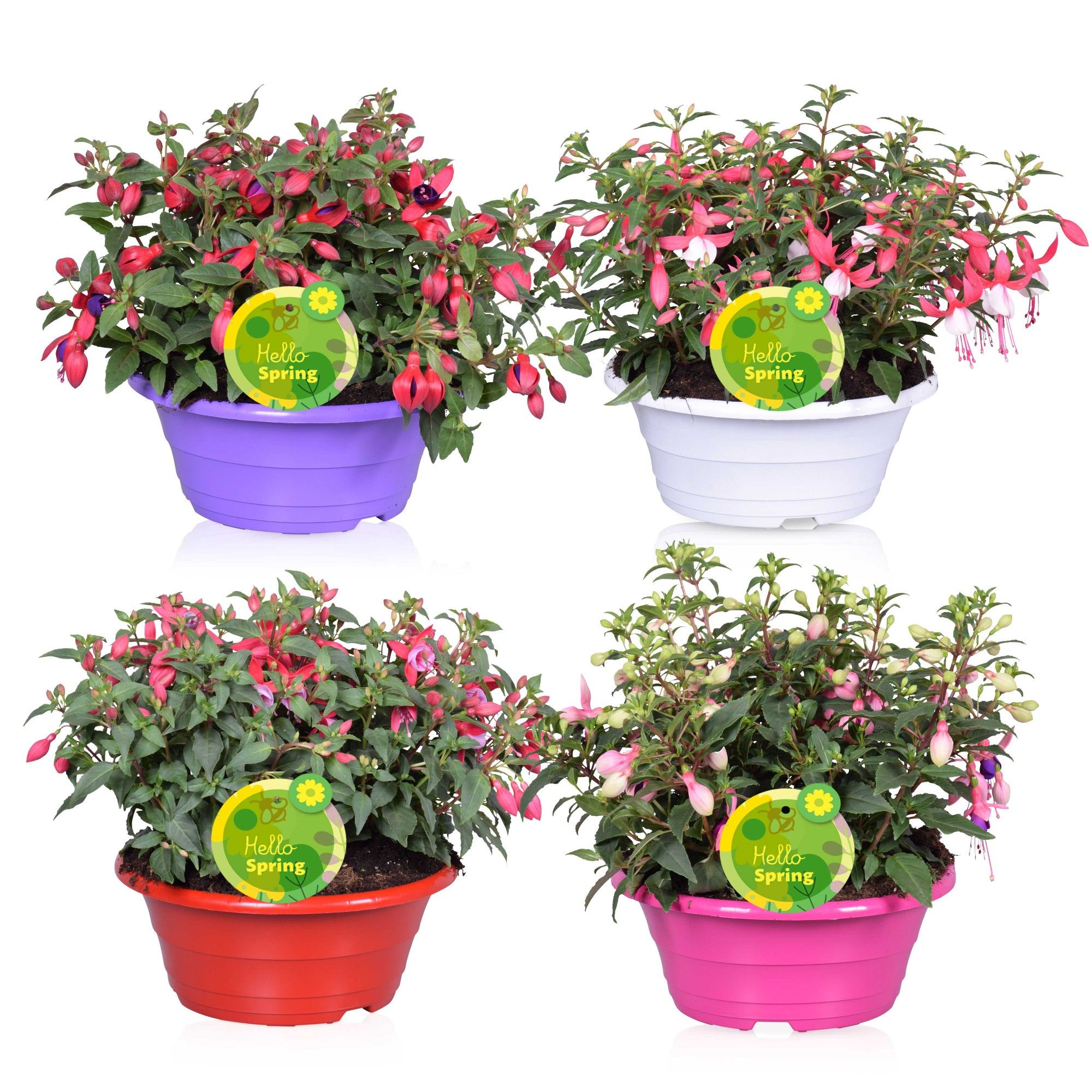 Hello Spring Fuchsia Bella gemengd in schaal, D 23