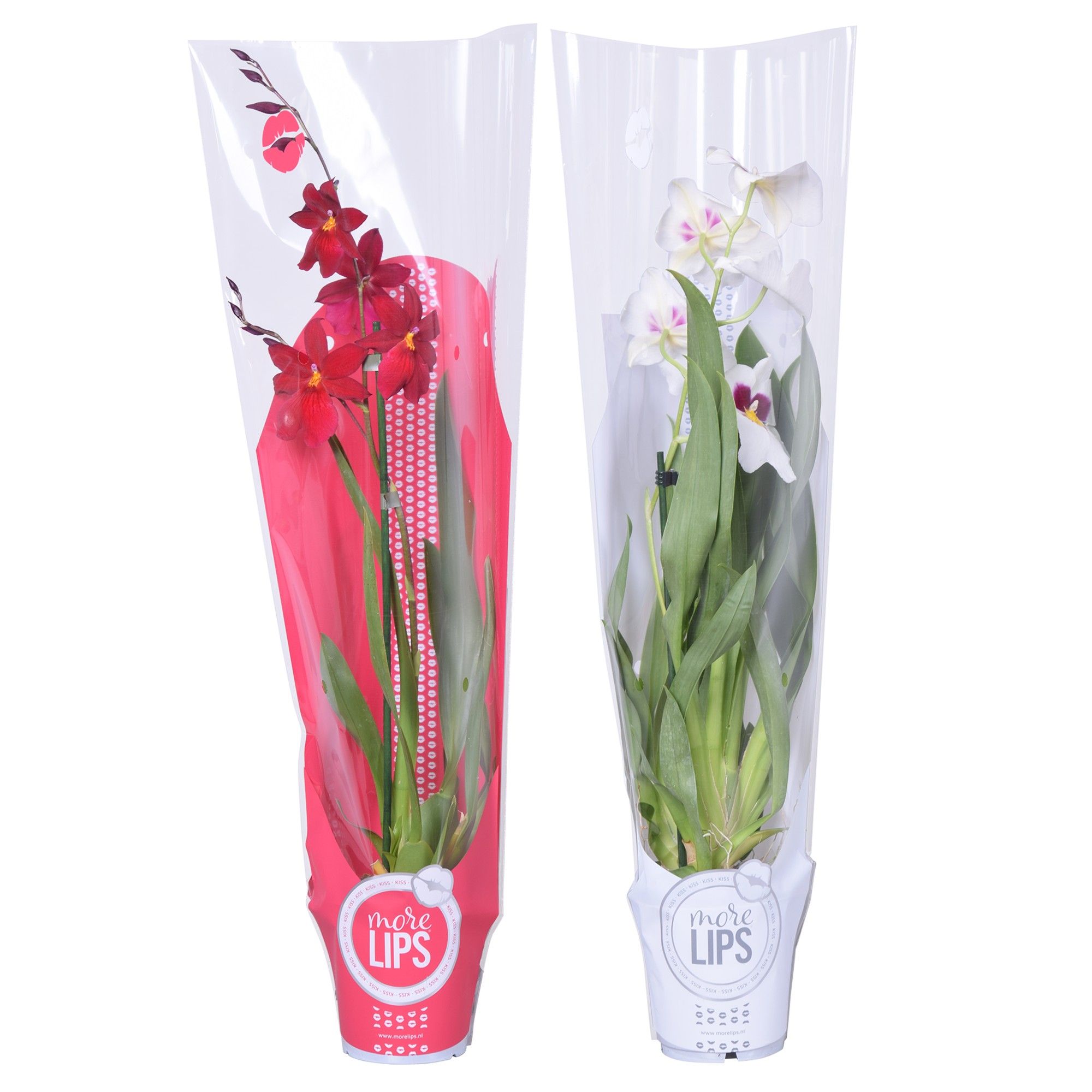 MoreLIPS® Christmas mix 1 tak met rode en witte showhoes, D 12