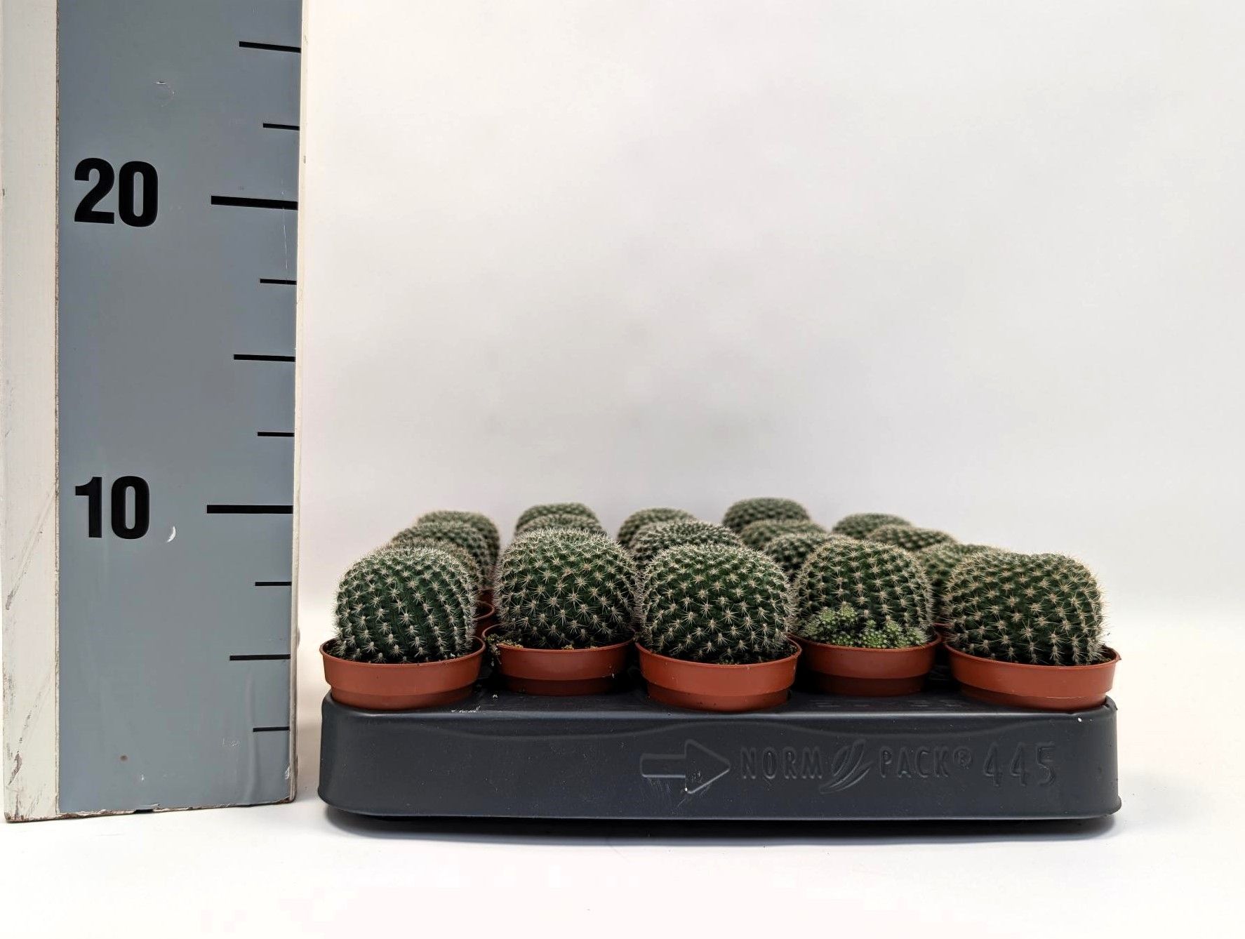 Rebutia krainziana 5,5 cm, D 5,5