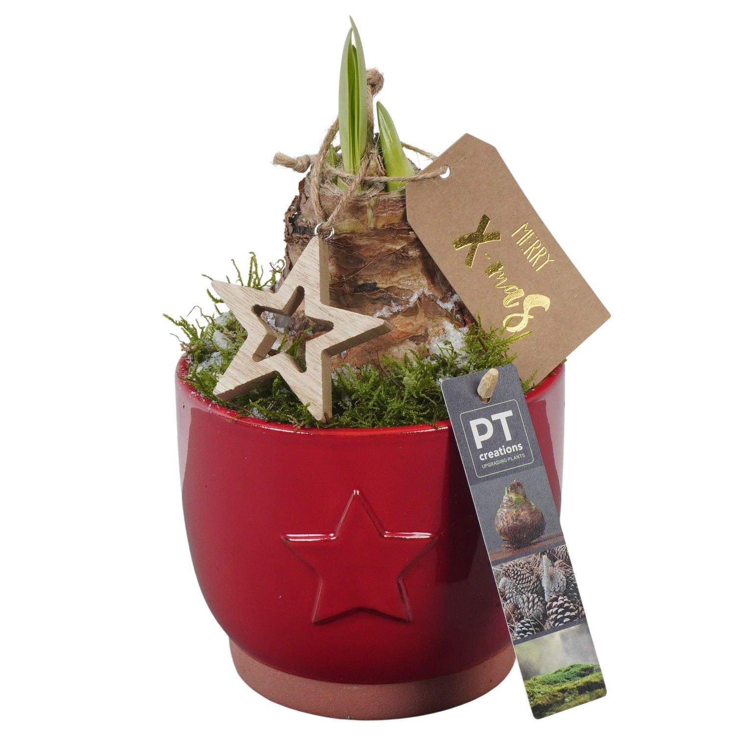 PTACH5802 Arrangement Amaryllis Christmas in keramiek pot, D 13 cm PTACH5802 Arrangement Amaryllis Christmas in keramiek pot, D 13 cm
