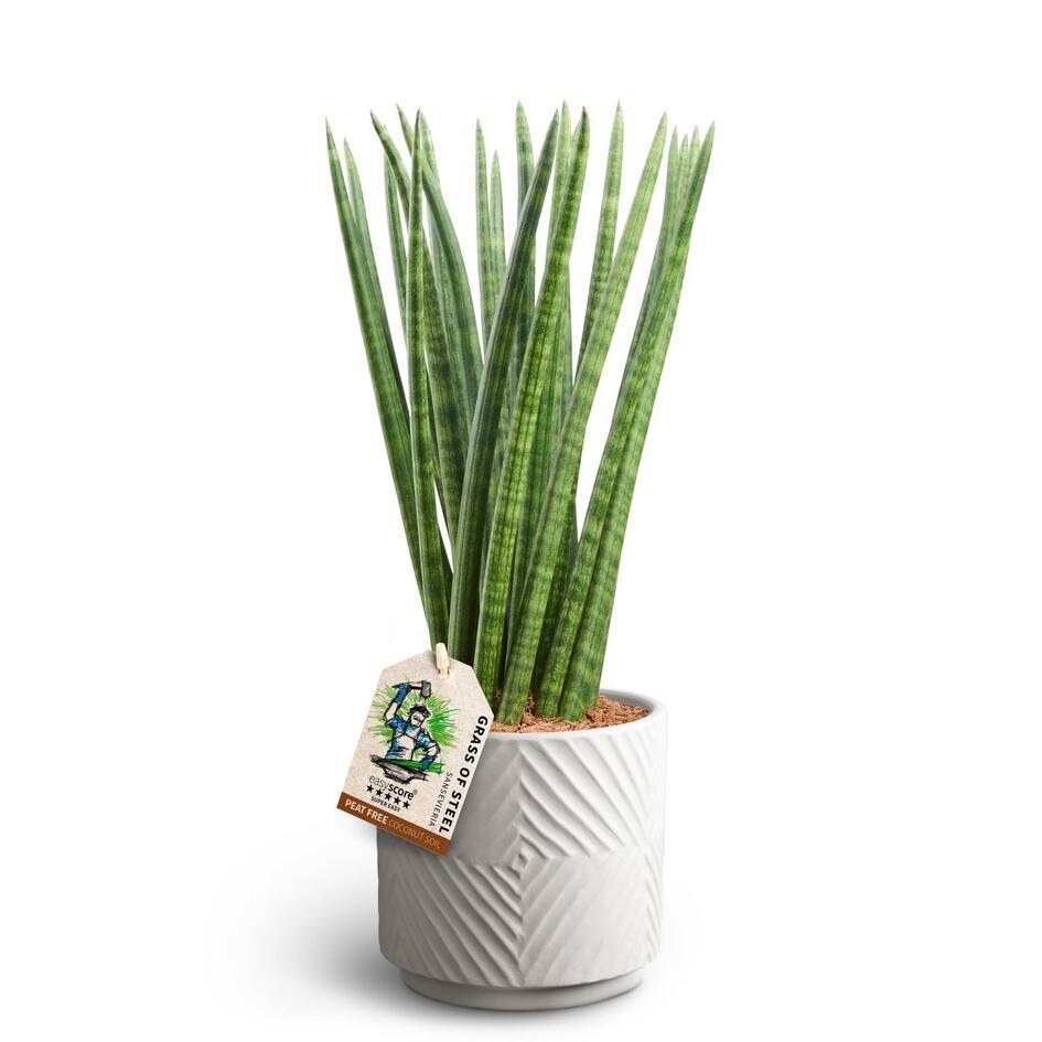SANSEVIERIA CYLINDRICA 41631625 Dune Spaghetti, D 16 cm
