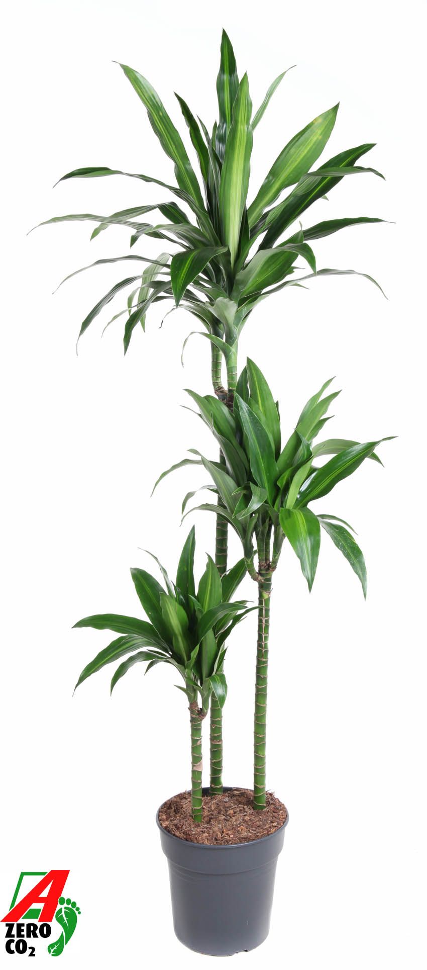Dracaena Paloma 90-60-30, D 24