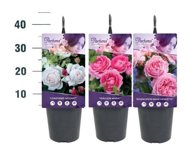 Rosa 'Parfuma Mix' - Struik - C3rp - Parfuma, D 19
