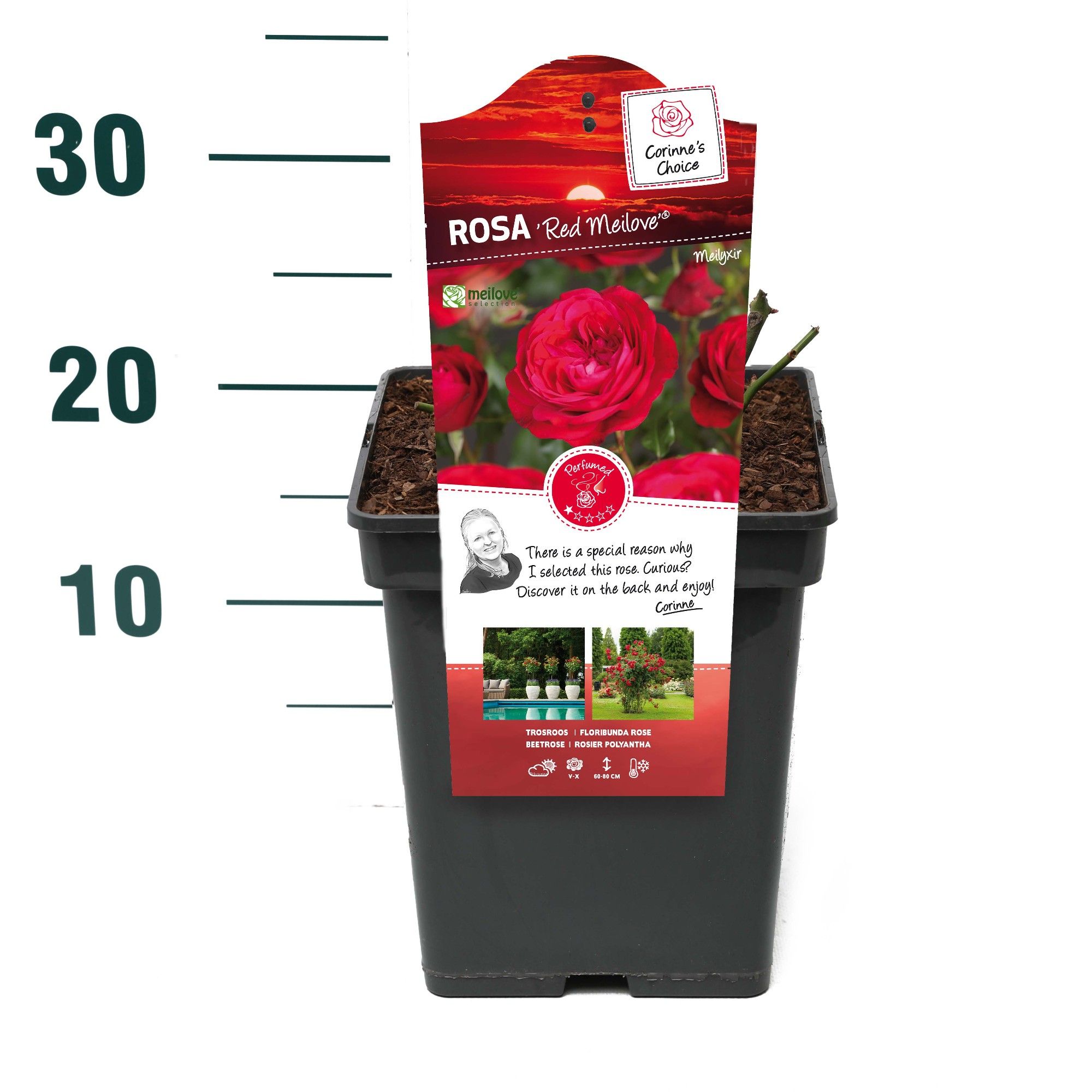 Rosa 'Red Meilove' - Struik - VP5 - Categorie 3, D 23