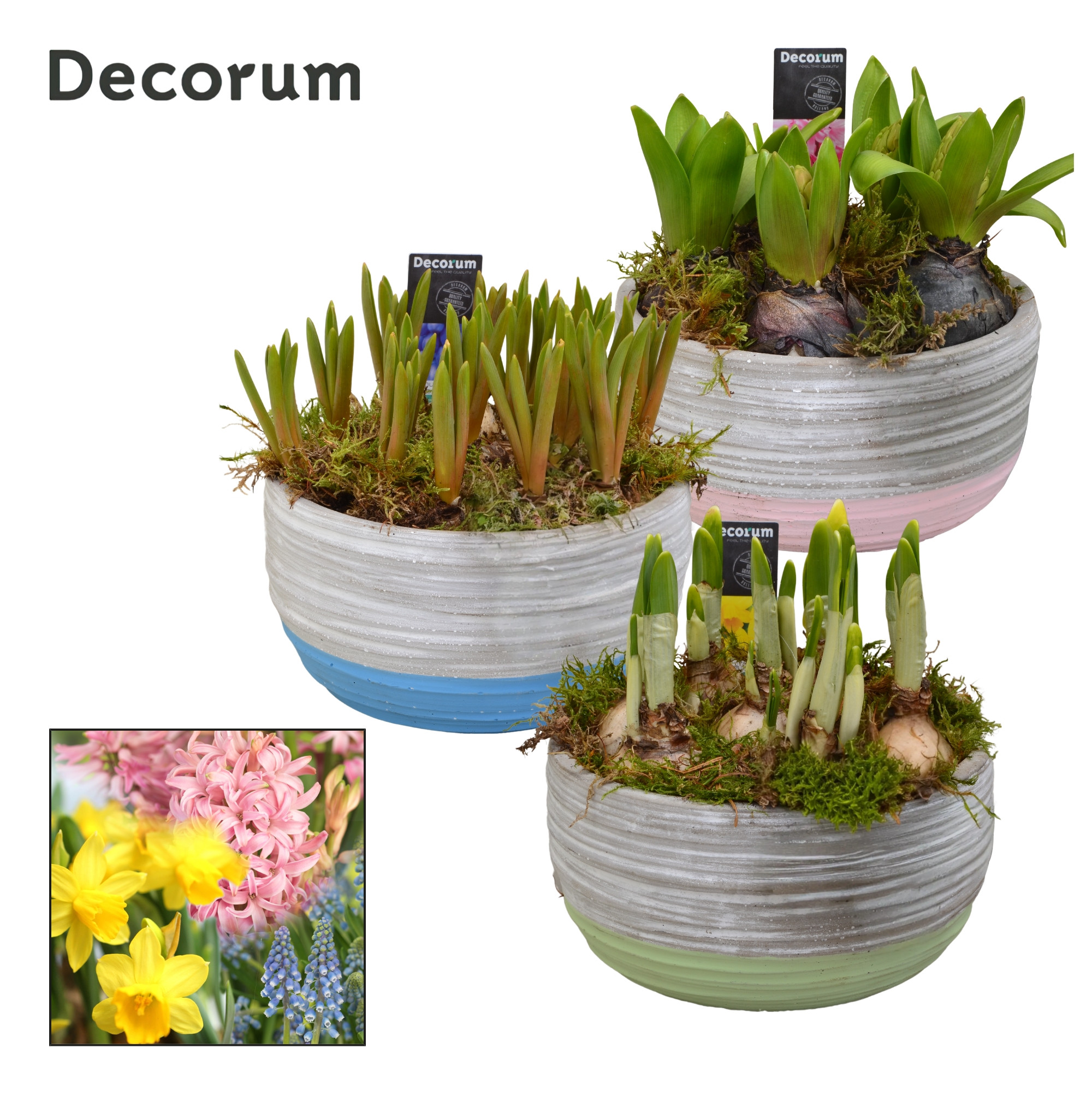 Bollenmix Pastel Schaal HL19493B, D 16