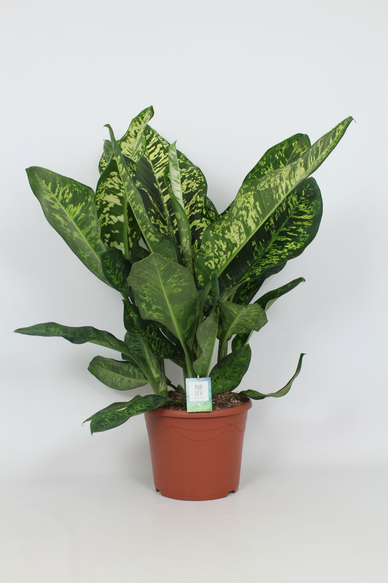 Purify Dieffenbachia Crown 35 cm, D 35