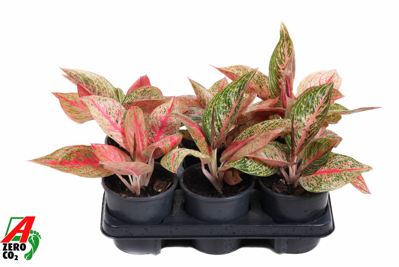 Aglaonema Starshine, D 13