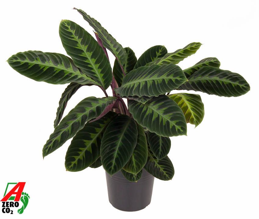Calathea Warscewiczii, D 24 cm