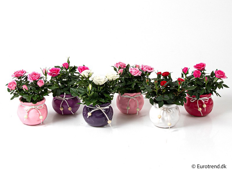 ROSA-HYBRID KUVERT E 2497, D 6 cm