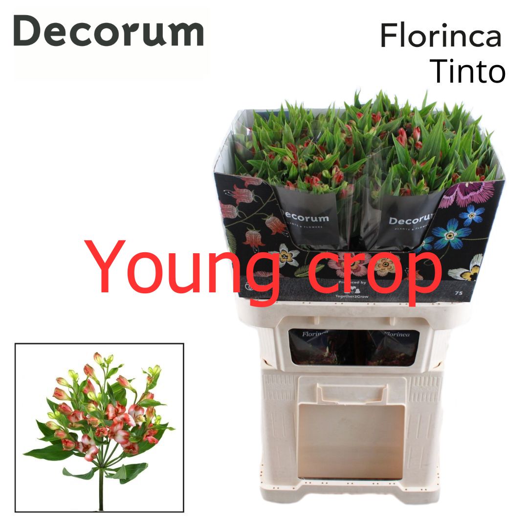 Альстромерия Тинто (розово-бел.), шт.