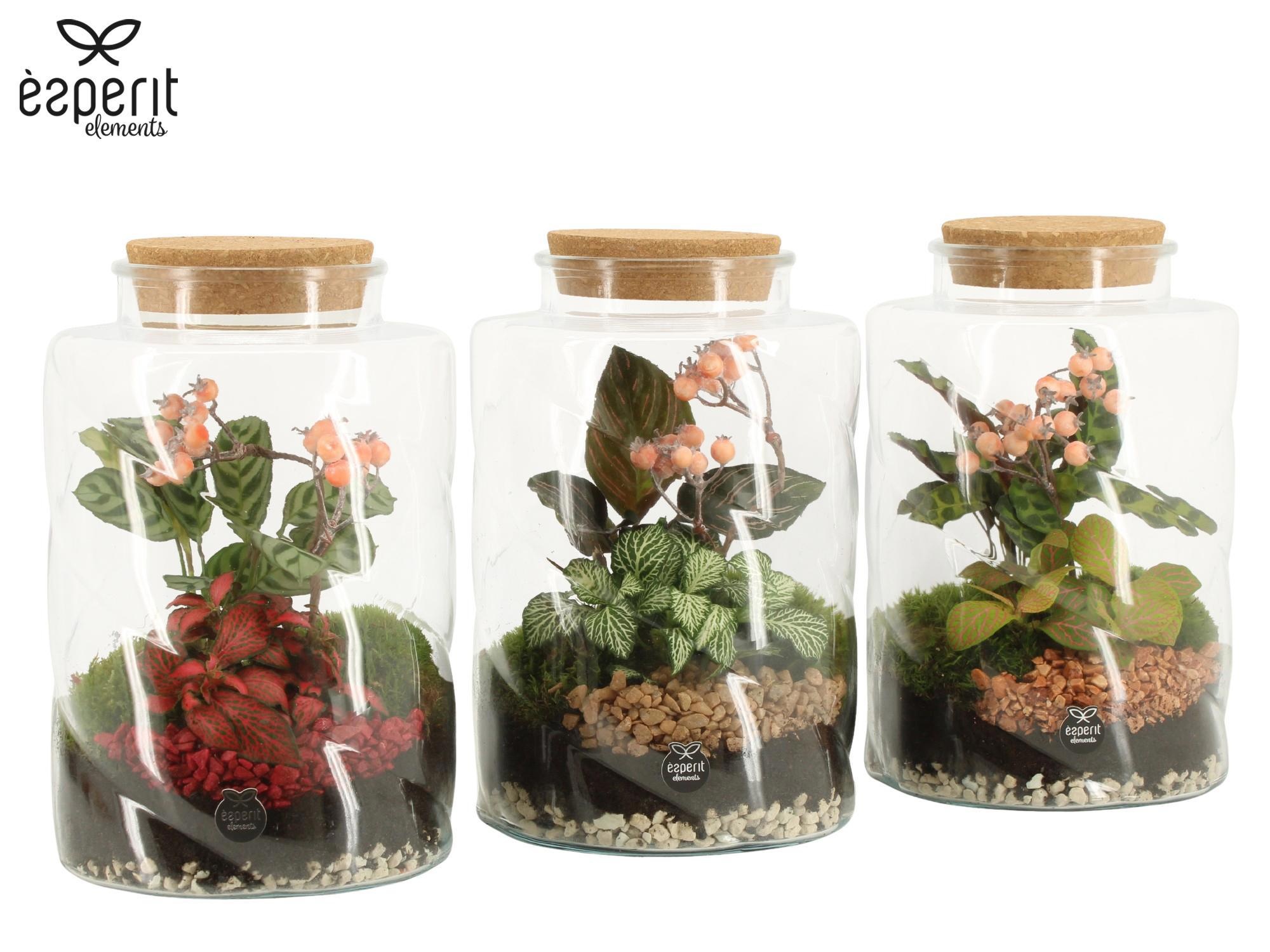 41813: Recreate Terrarium, D 17