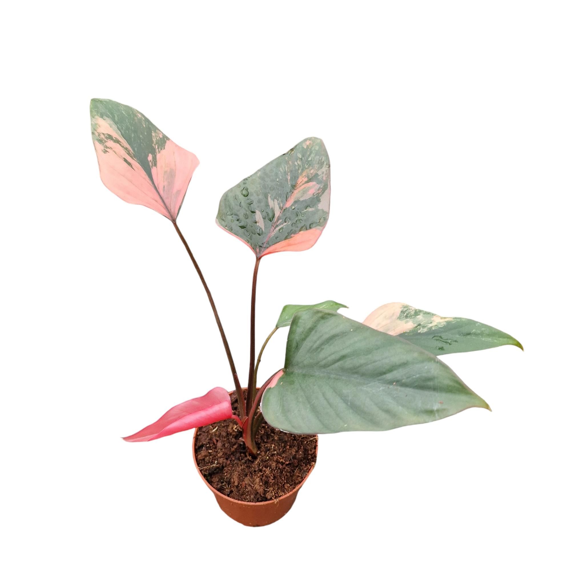 Homalomena Pink Diamond, D 12
