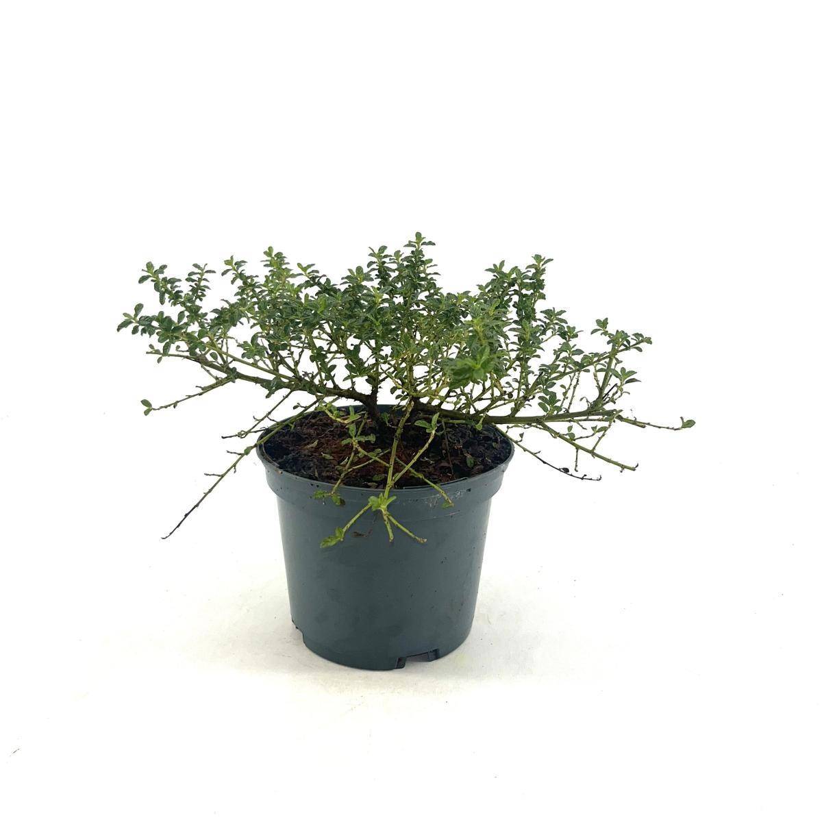 Ceanothus 'Blue Mound', D 17 cm