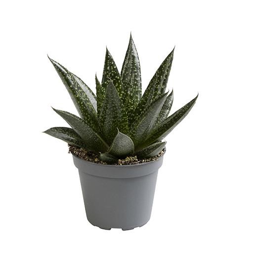 GASTERIA-HYBRID 'D DUE', D 6 cm