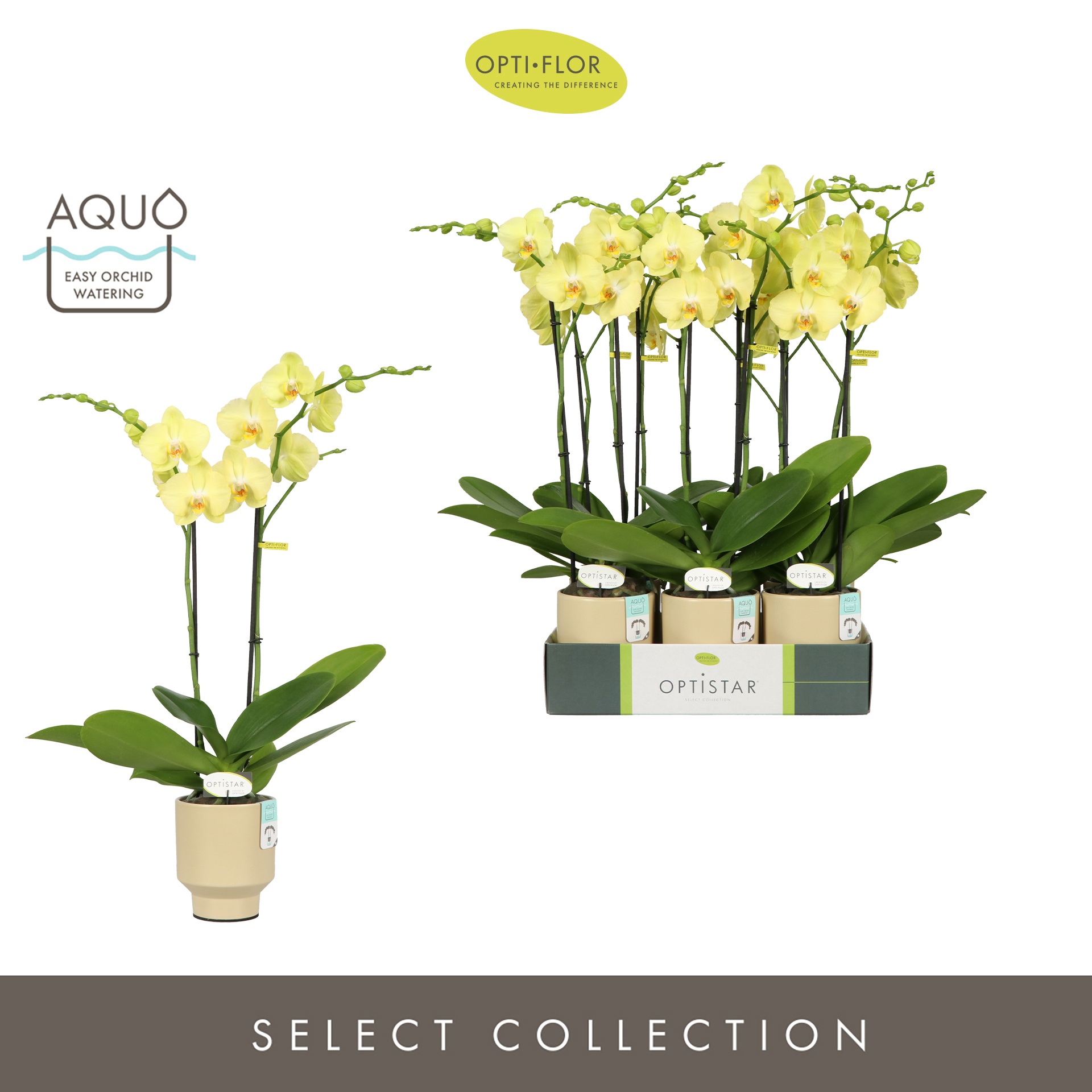 Optistar Ferrara 2 spike in Emilia Sand Aquo, D 12 cm