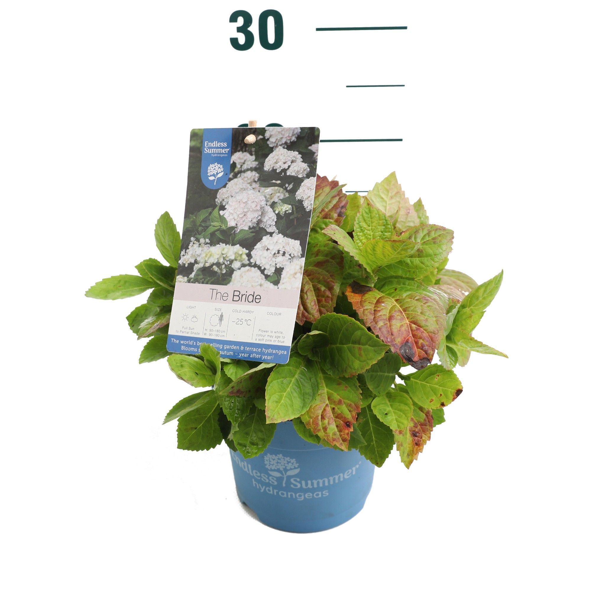 Hydrangea 'The Bride' - P14 - Endless Summer, D 14 cm