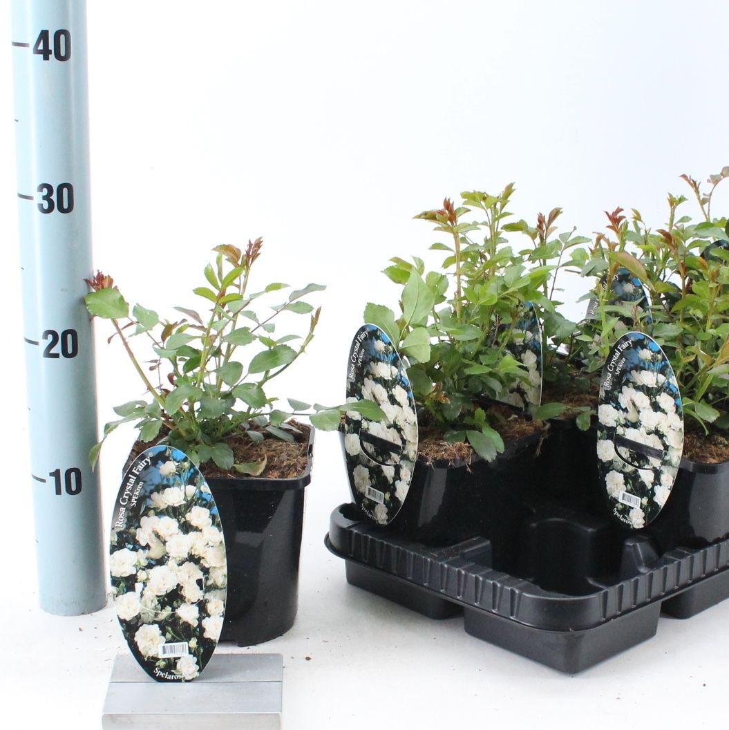 Rosa (PA) 'Crystal Fairy' ®, D 14 cm