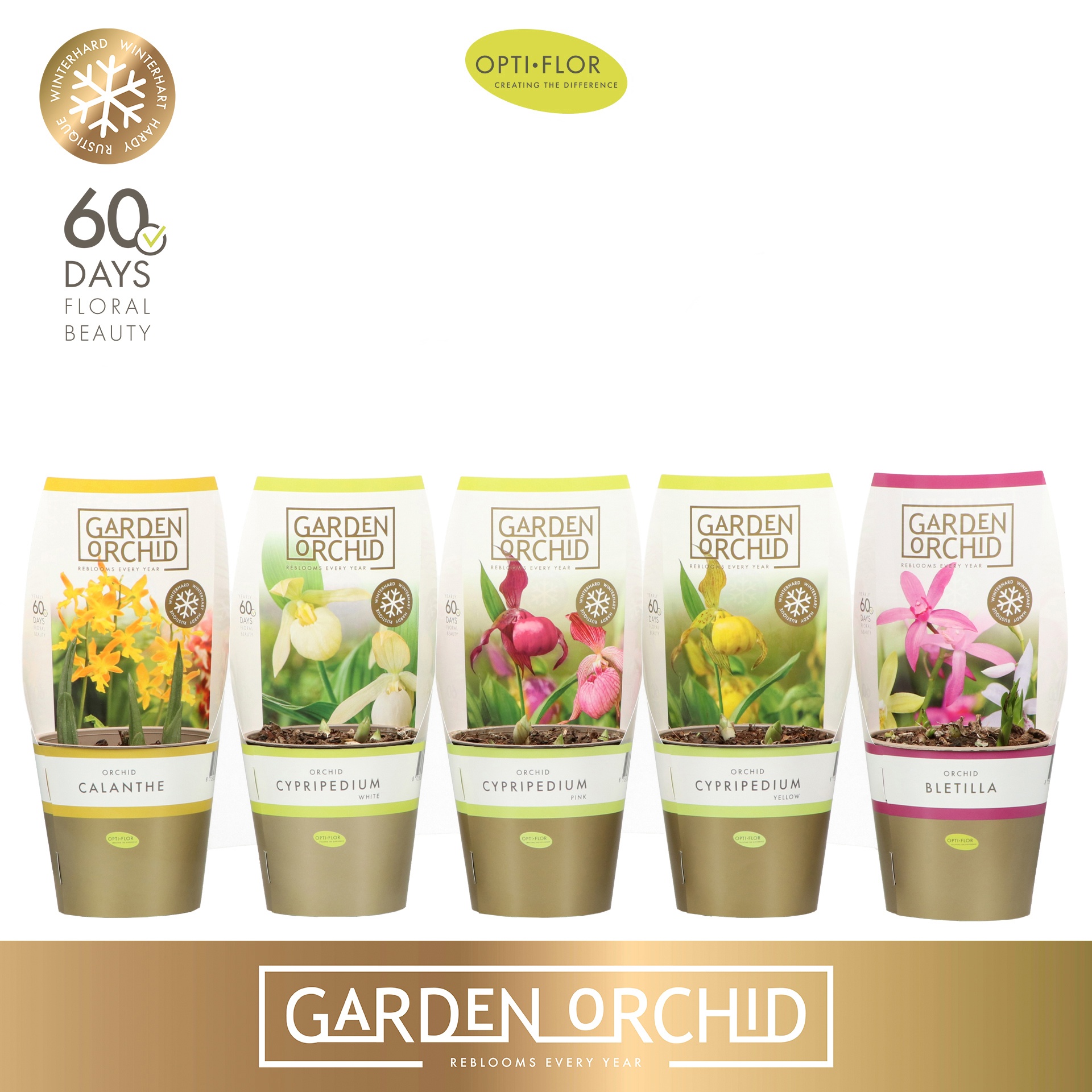 Garden Orchid 3-5+ Mix, D 12