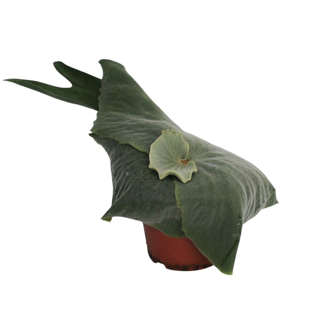 Platycerium Superbum (Giant Staghorn) - halfwas, D 12 cm