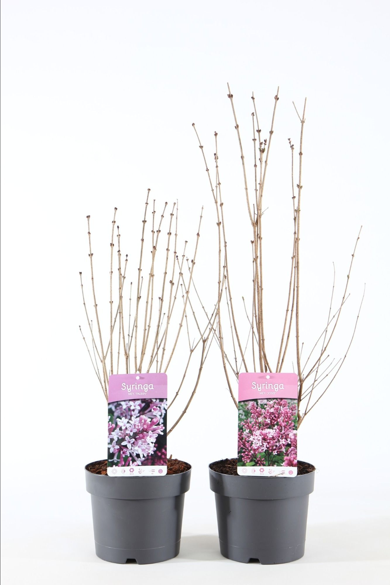 Syringa mix P21/C4.6, D 21