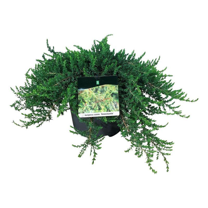 Juniperus comm. 'Greenmantle', D 24 cm