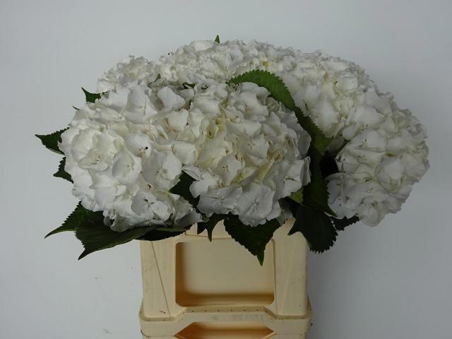 Гортензия Вайт Верена 40 (бел.), шт.