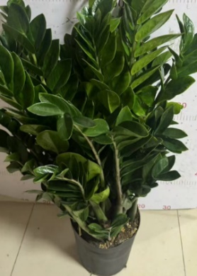 Замиокулькас Поинтед Лиф Мани Три 25 80