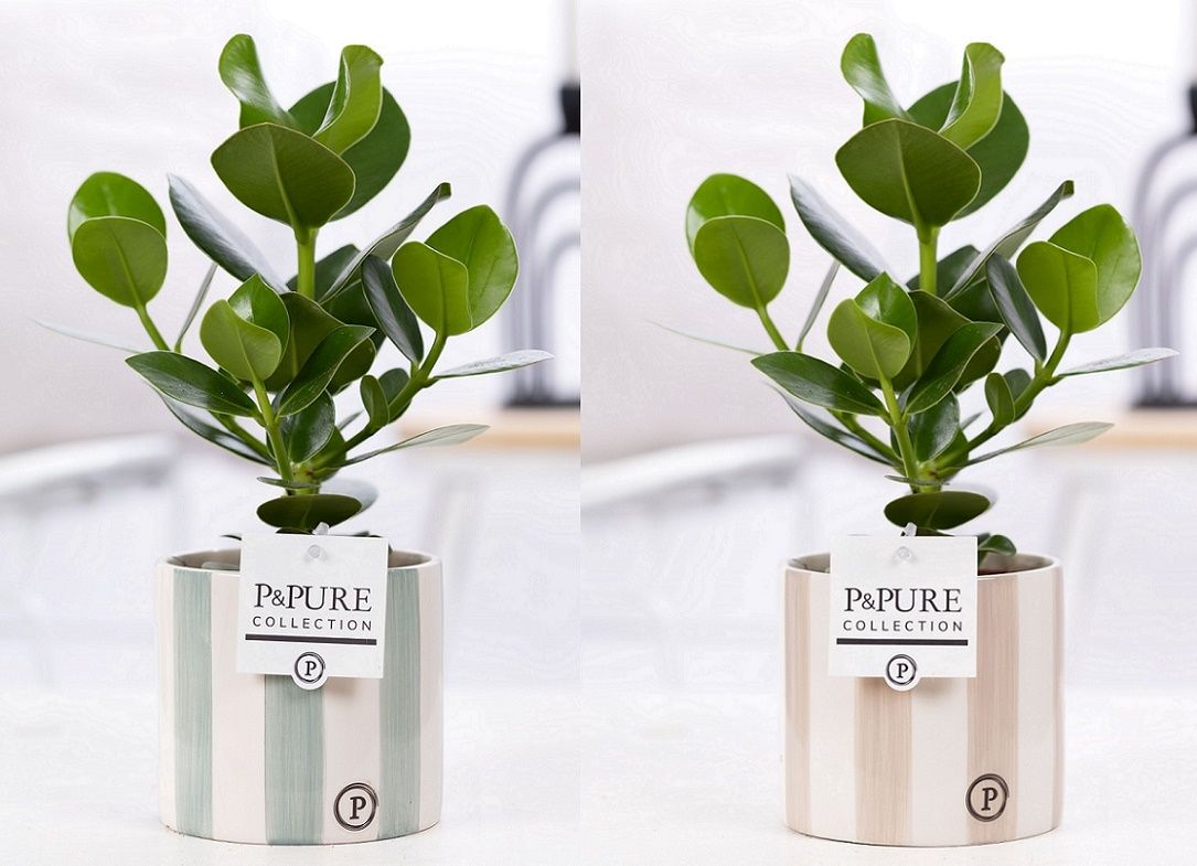 Clusia Rosea Princess in P&PURE Eline 2 ceramics ass. 2, D 12