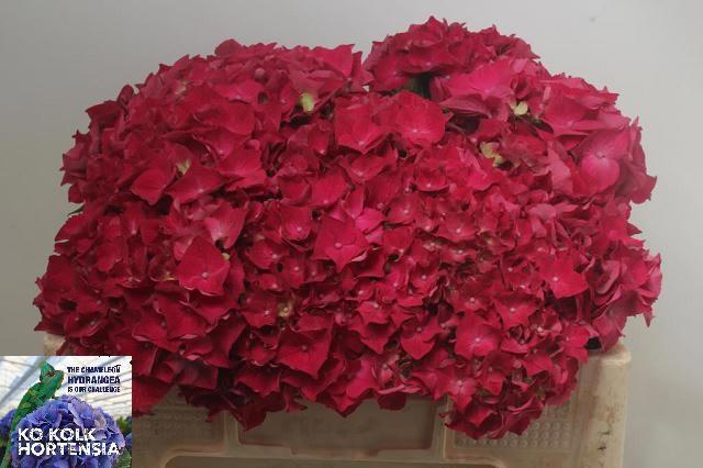 Гортензия Мон Амур 50, шт.