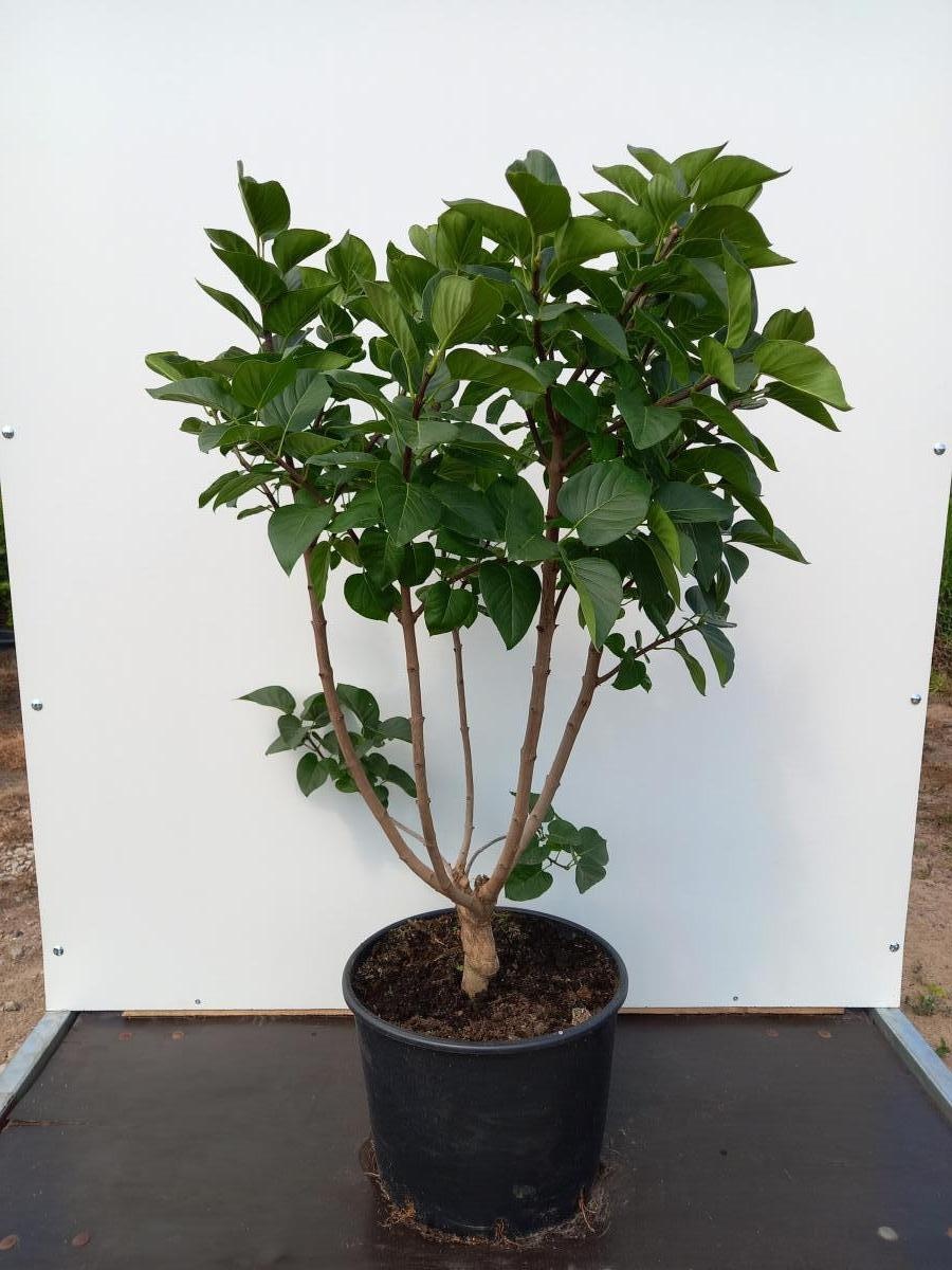 Syringa v. 'And. an Ludwig Späth', D 60