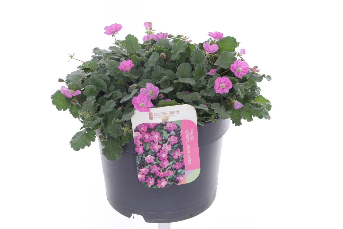 Erodium var. Bishop's Form, D 17 cm