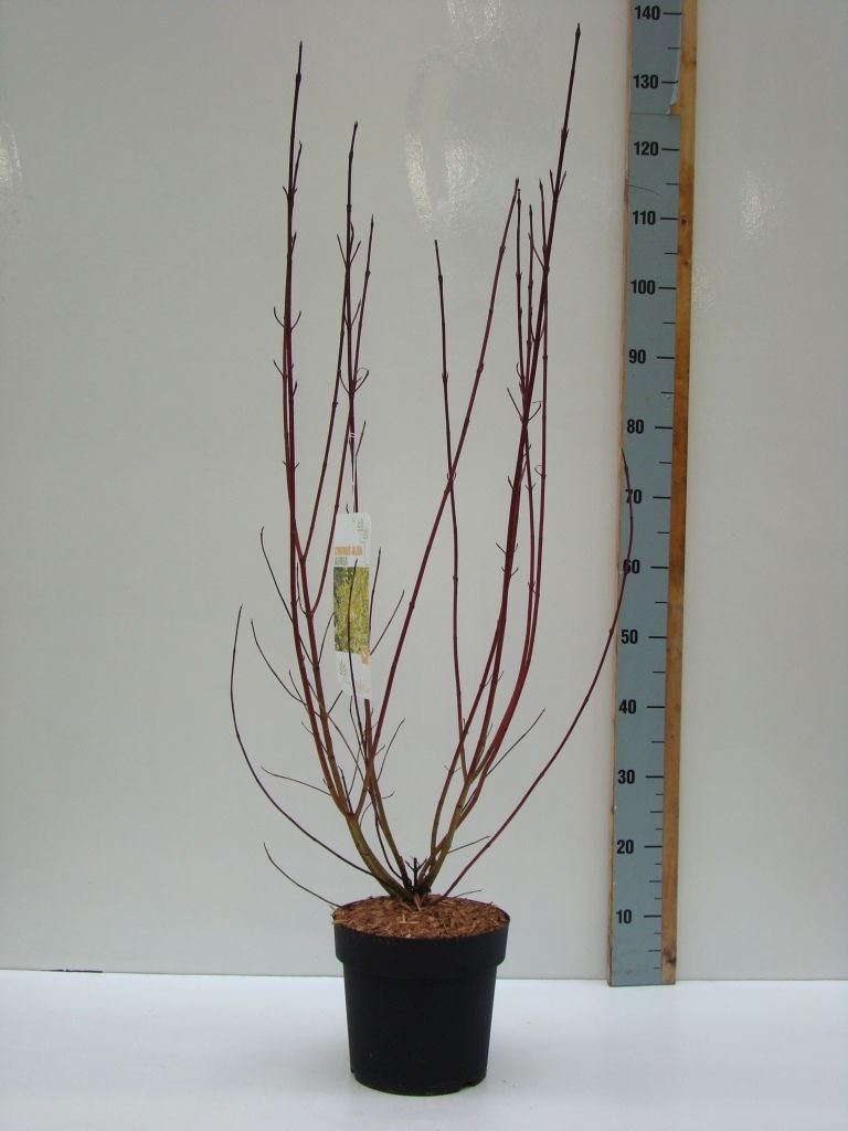 Cornus alba 'Aurea' C 4,6, D 23