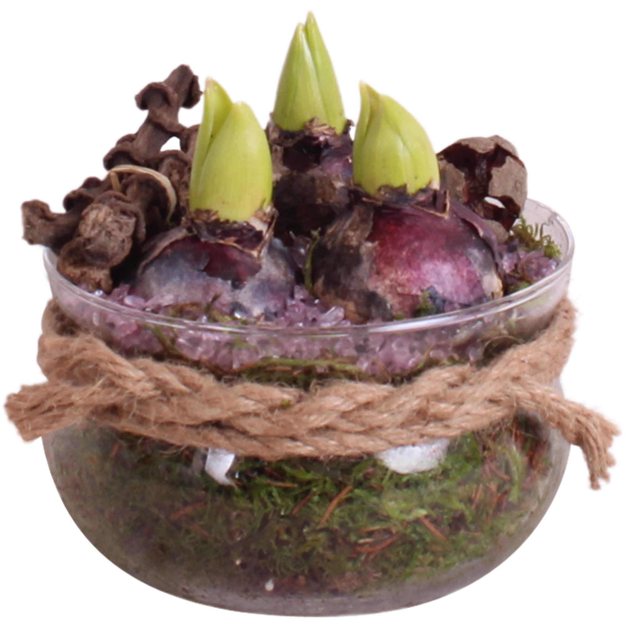 Bulbs Winter Arr. Hyacint Glass Bowl with Rope Ø16cm 3PP, D 16