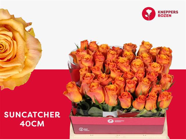 Роза од. Овериг 40, шт.