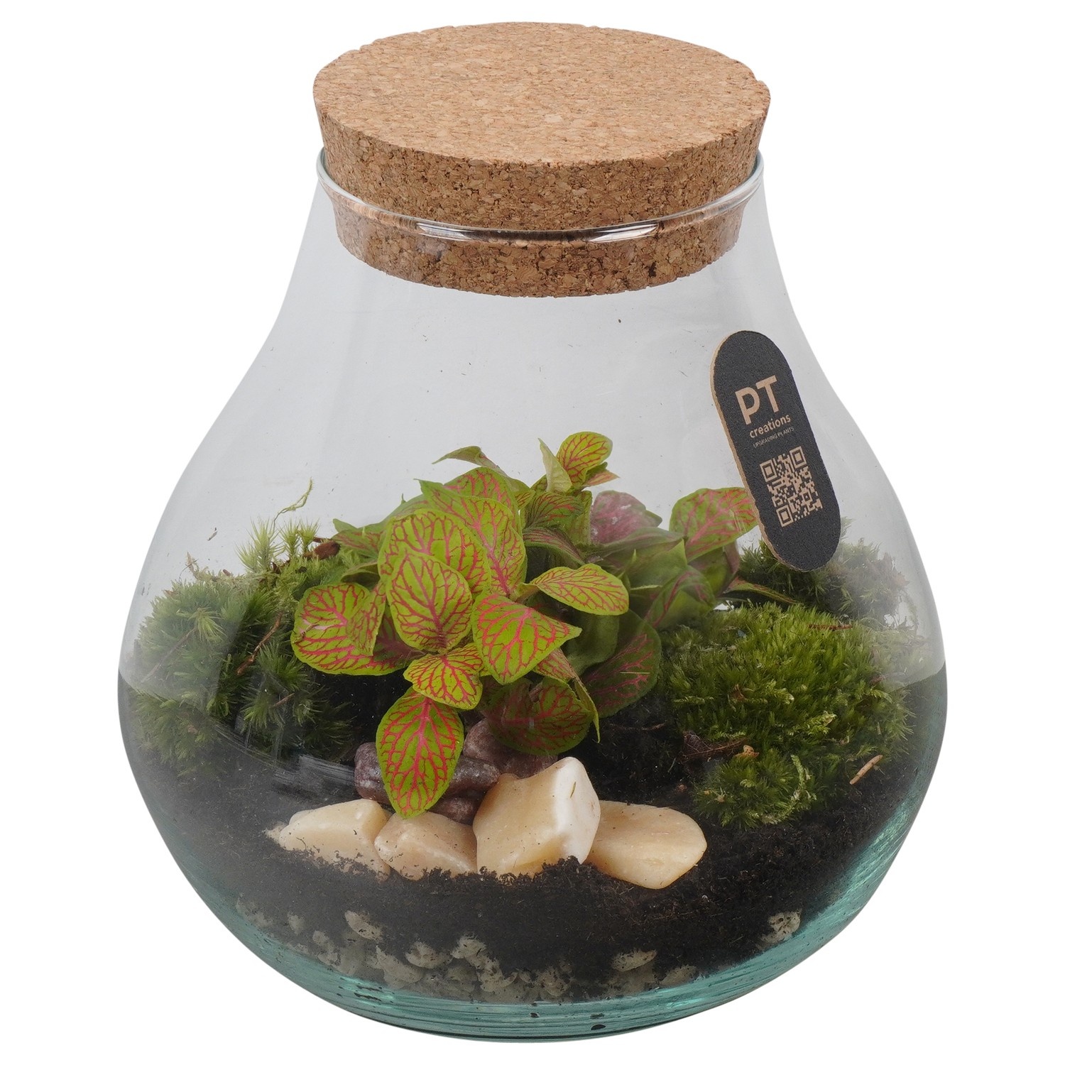 PTTER8130 Arrangement terrarium in glazen terrarium, D 17