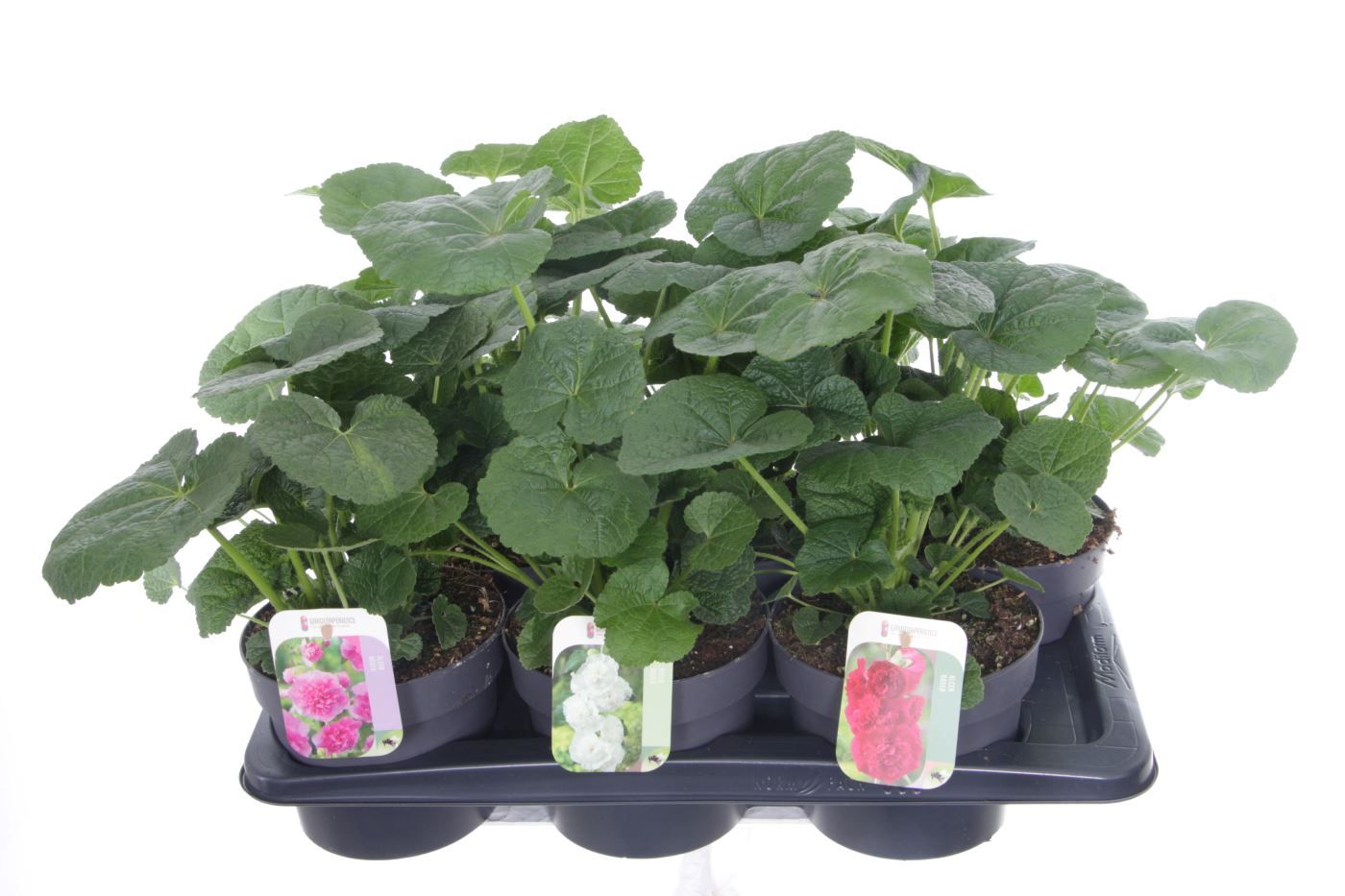 Alcea rosea Chart. Double Mix, D 17