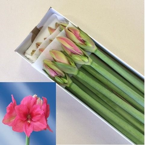 Амарилис Плэжэ (красн.) x12, шт.