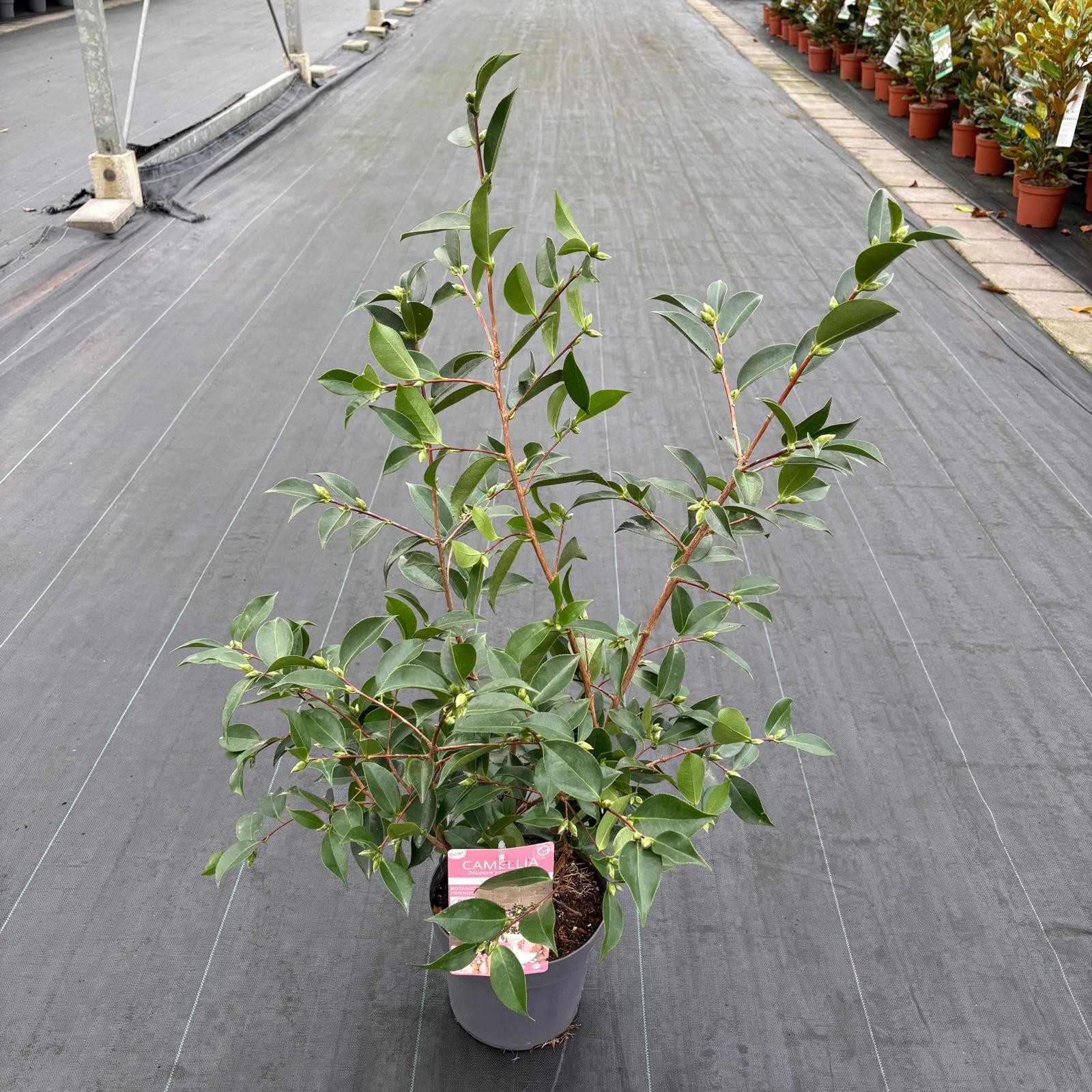 Camellia sas. 'Strawberry Swirl' Premium, D 19 cm Camellia sas. 'Strawberry Swirl' Premium, D 19 cm