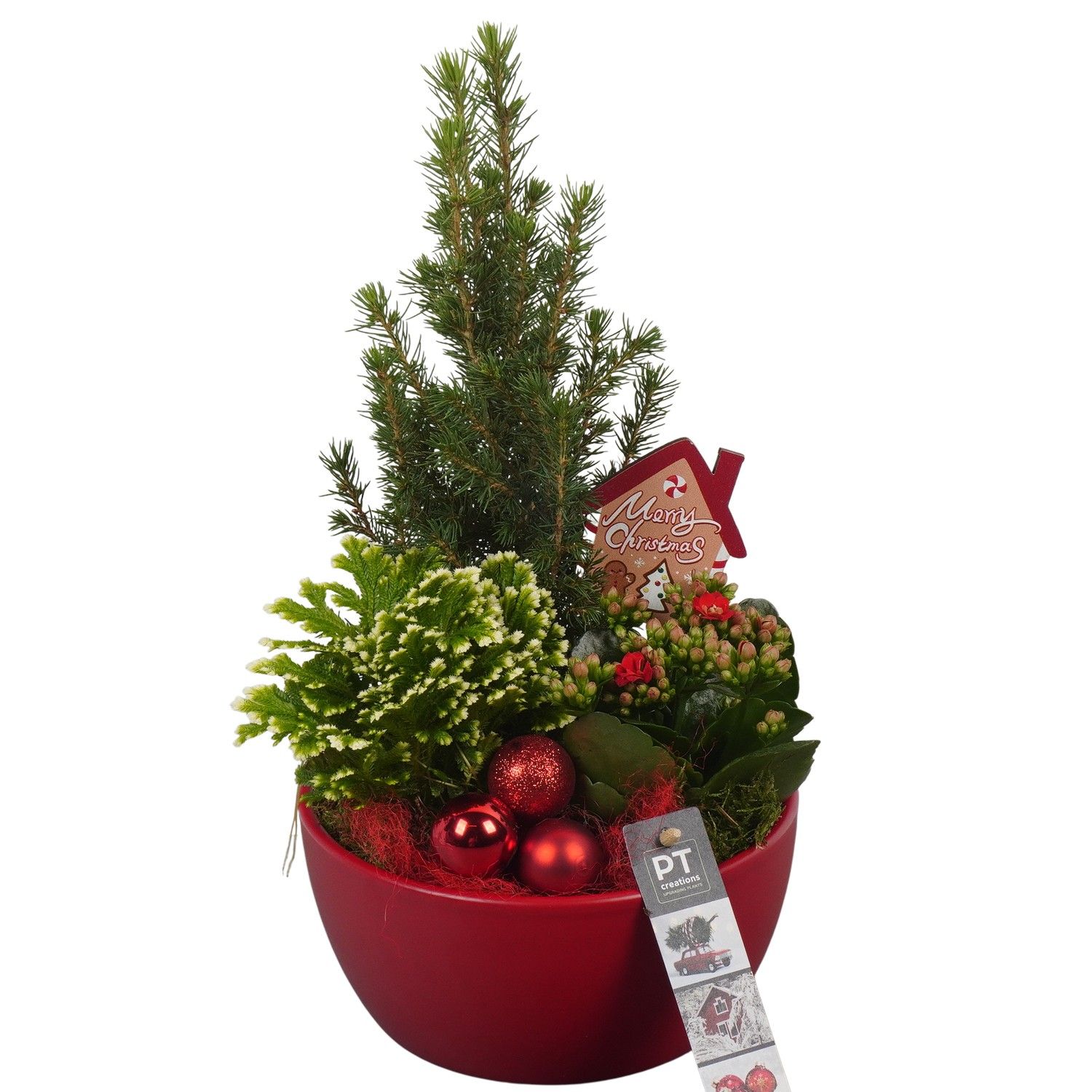 PTCHR7237 Arrangement Christmas Red in keramiek schaal, D 18 cm