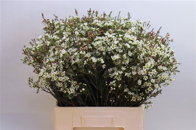 Шамелациум Сириус 70, шт.