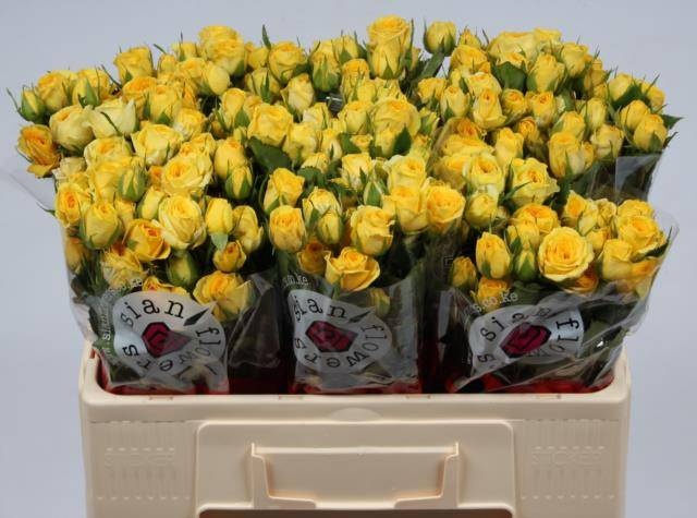 Роза куст. Голден Блоссомс 50, шт.