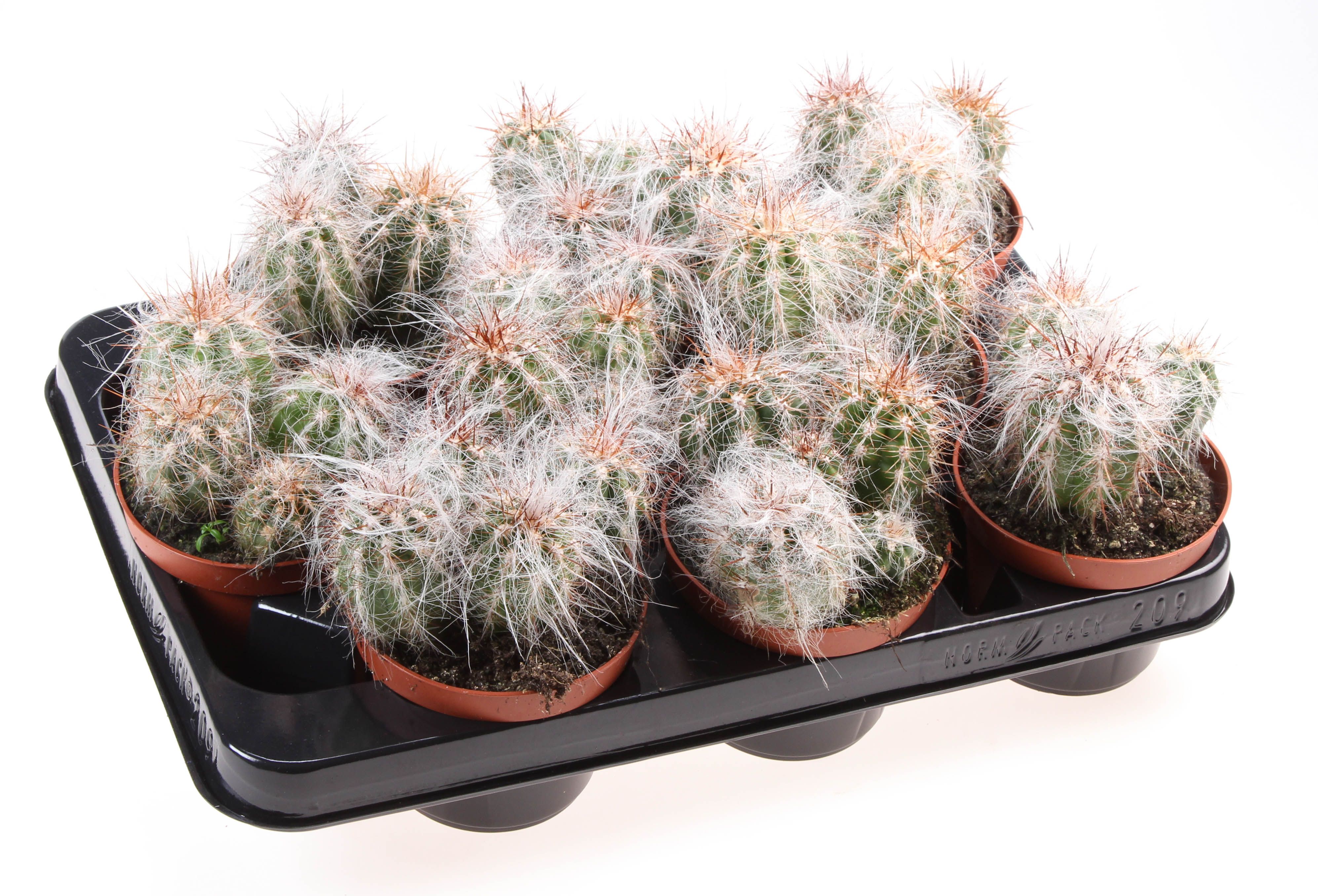 Oreocereus fosulatus, D 10,5