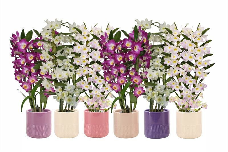 Dolomite p12 Morgan charm mix Dendr Nobile mix 2T14+tros regular, D 12