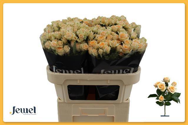 Роза куст. Тринити 70, шт.