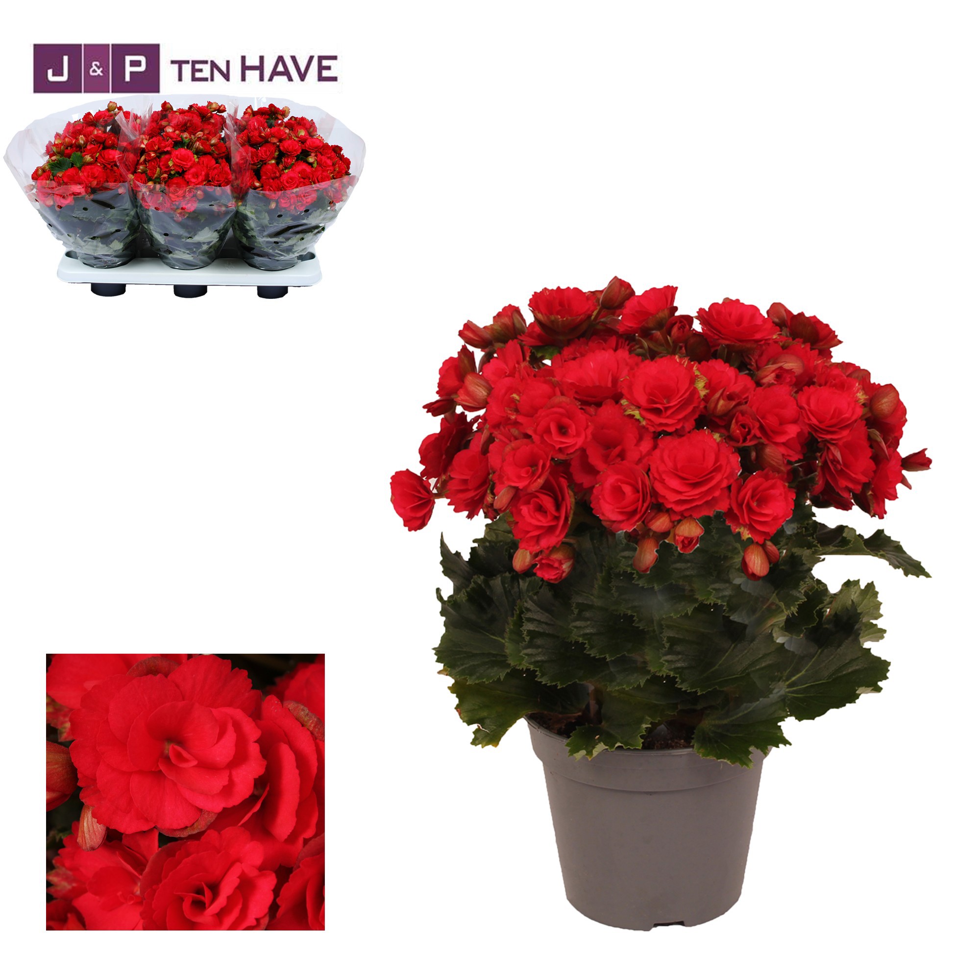 Winterbegonia 'Grace'' rood 14 cm, D 14 cm